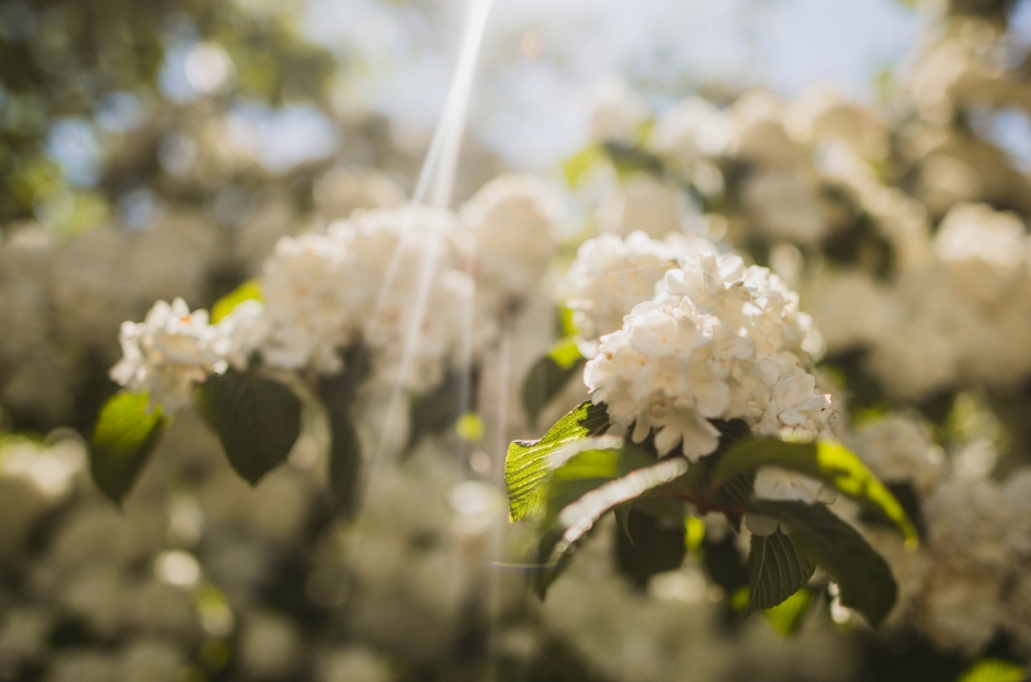 Blumen